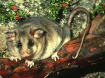 mountain pygmy-possum
